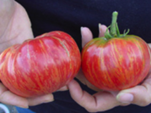 vintage wine heirloom tomato